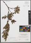 Foto von Salix waldsteiniana Willd.